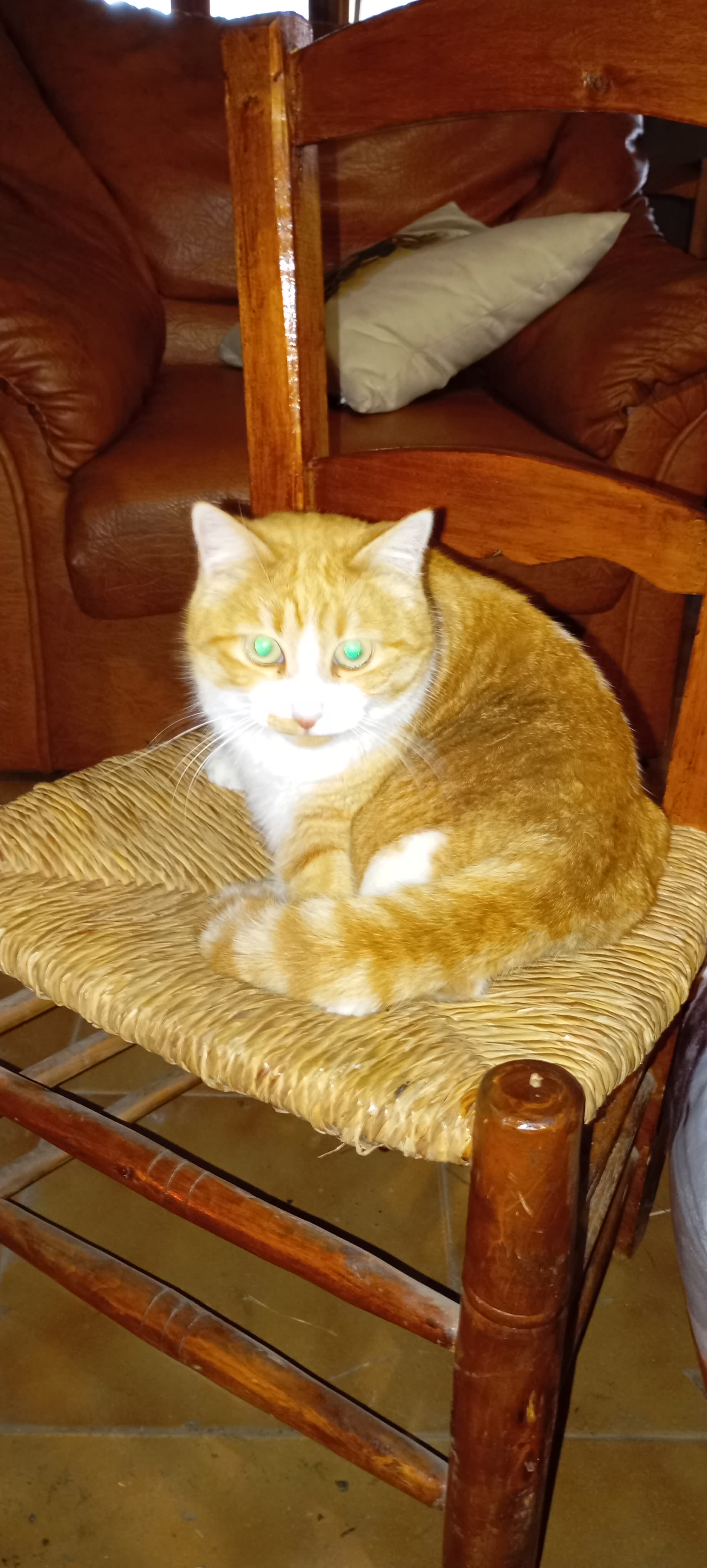 Gato perdido