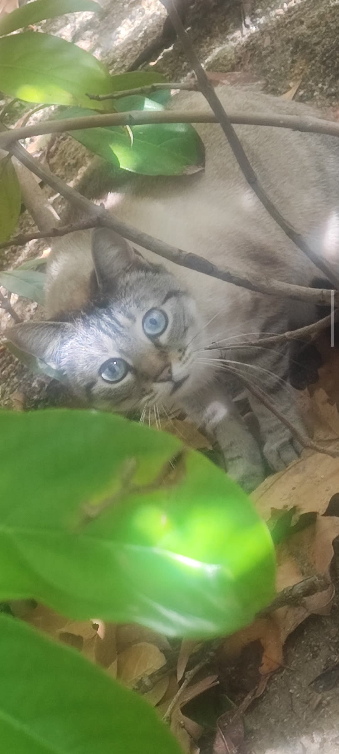Gato perdido/encontrado