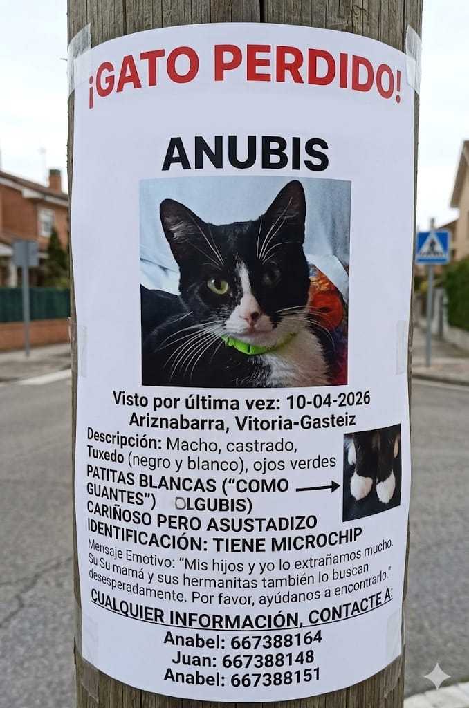 Gato perdido en Ariznabarra