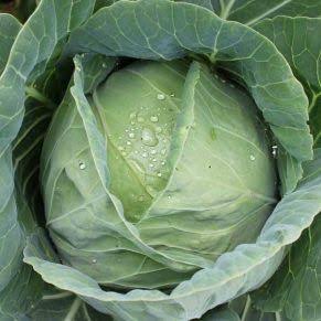 Fresh Cabbage