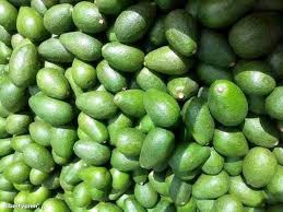 Avocado fruit