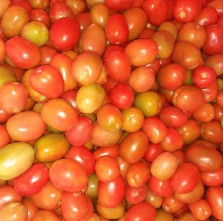 Tomatoes