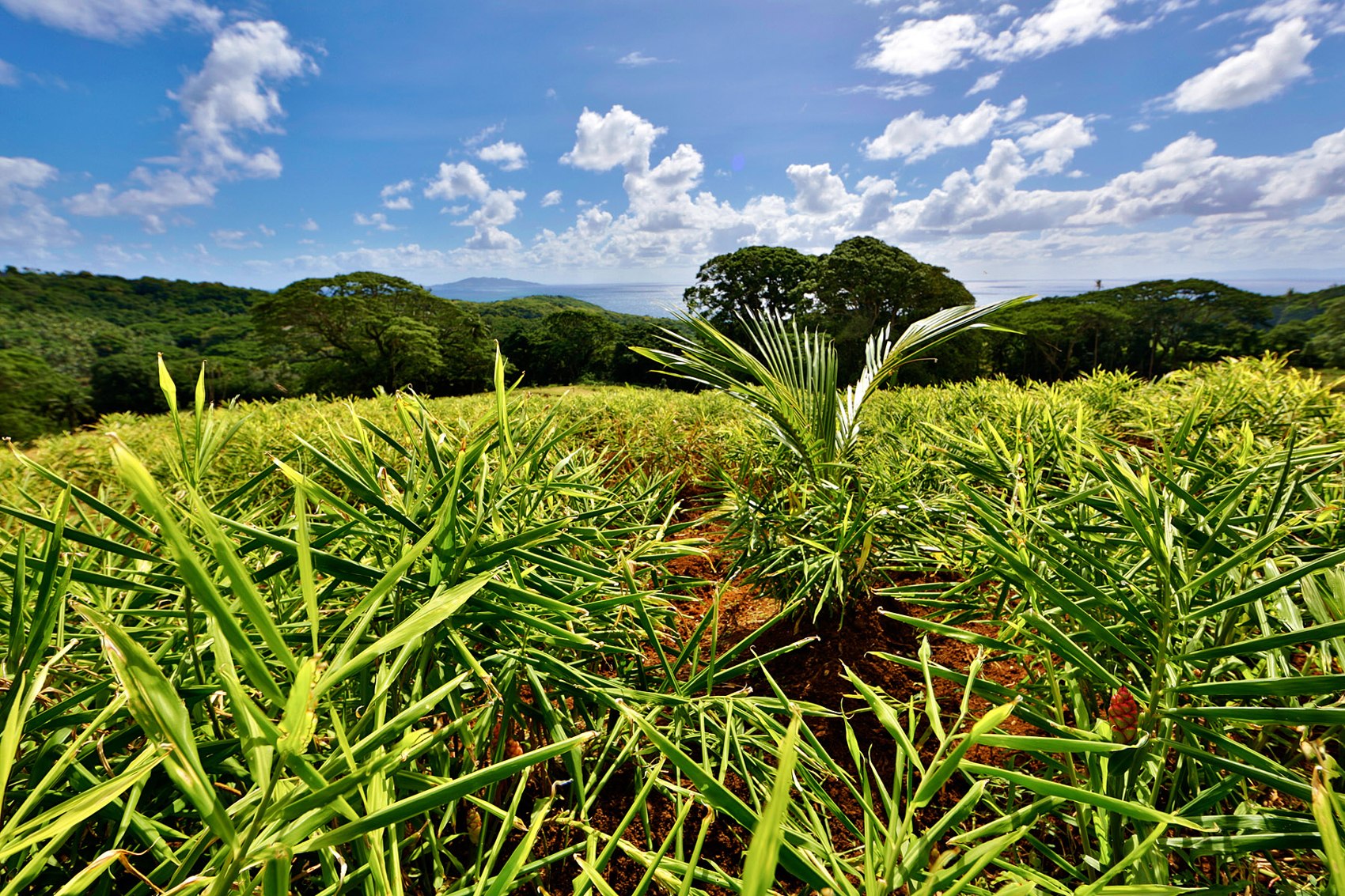 Leafy ginger plants in fields beneath a blue sky on Wakaya.