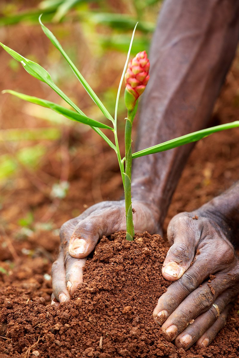 Hands gently settling a young plant into the soil.