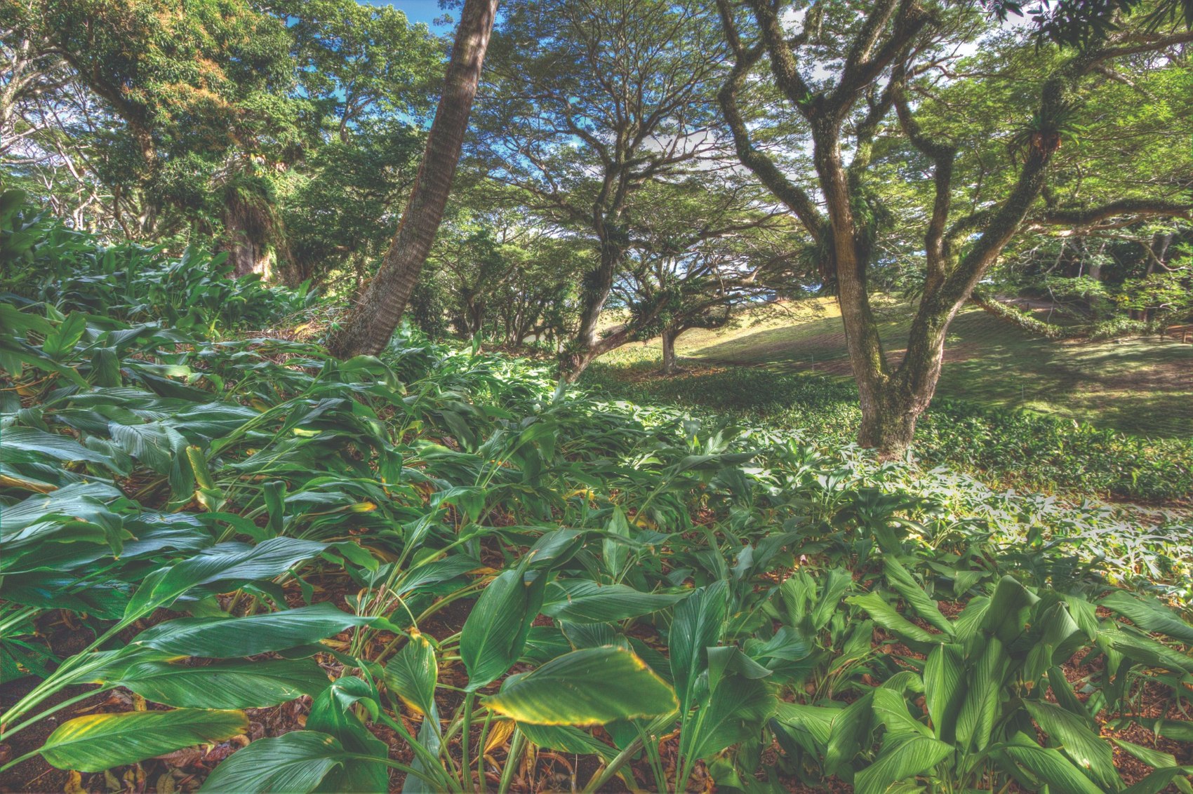 Turmeric plants growing beneath trees in a green island landscape.