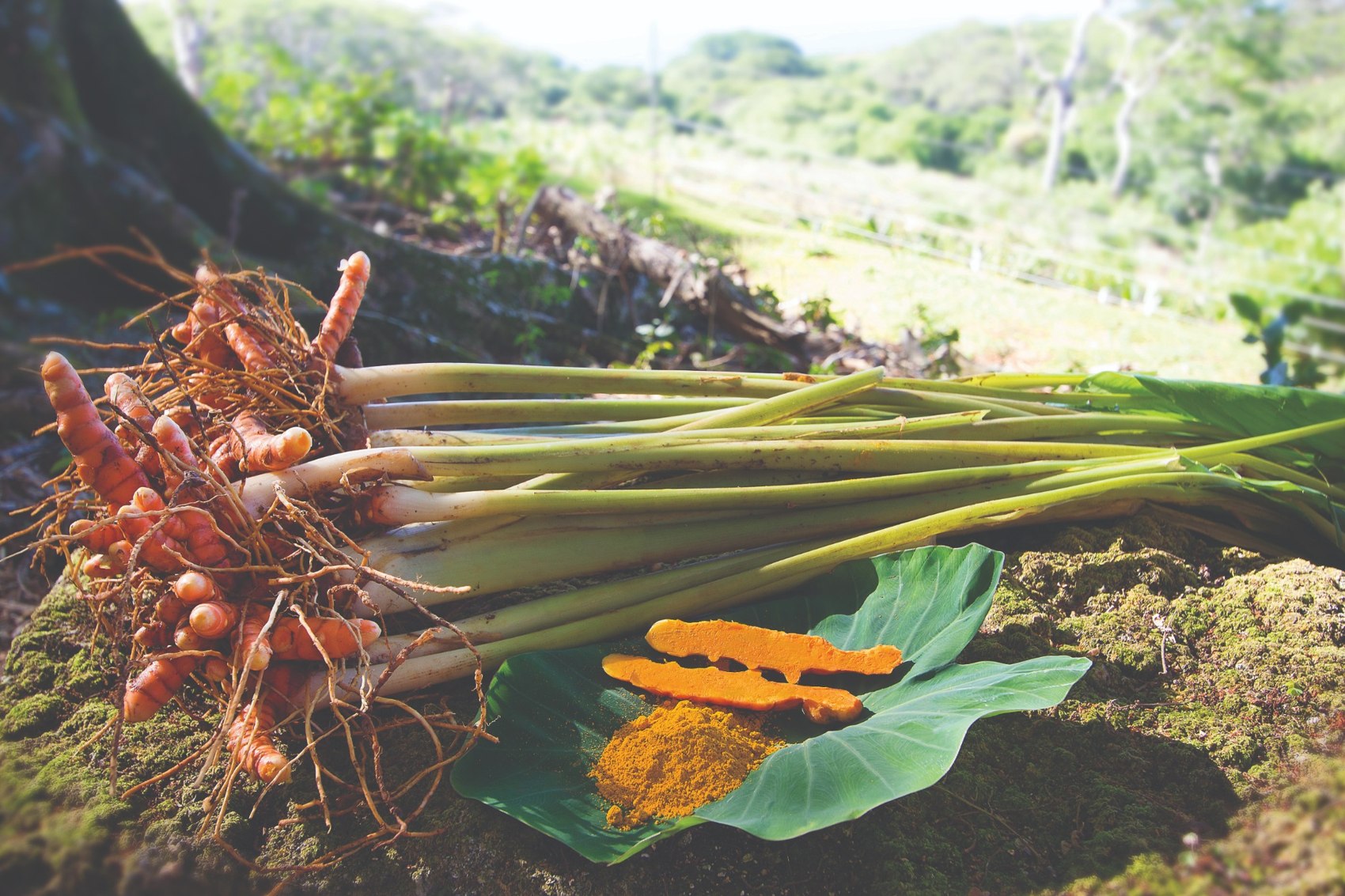 Freshly harvested turmeric with leafy stems and sliced orange rhizomes.
