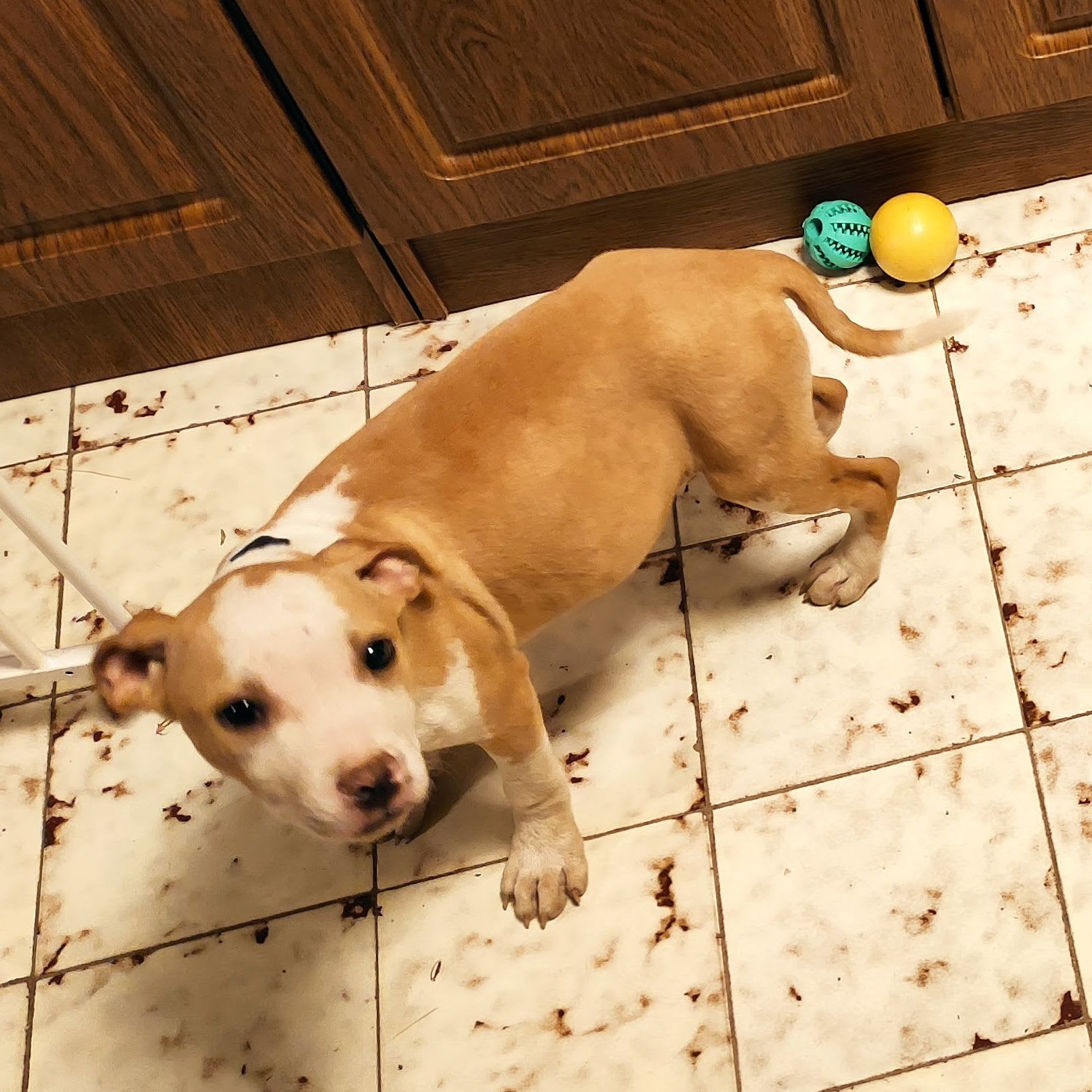 Kiskutya az otthonomban