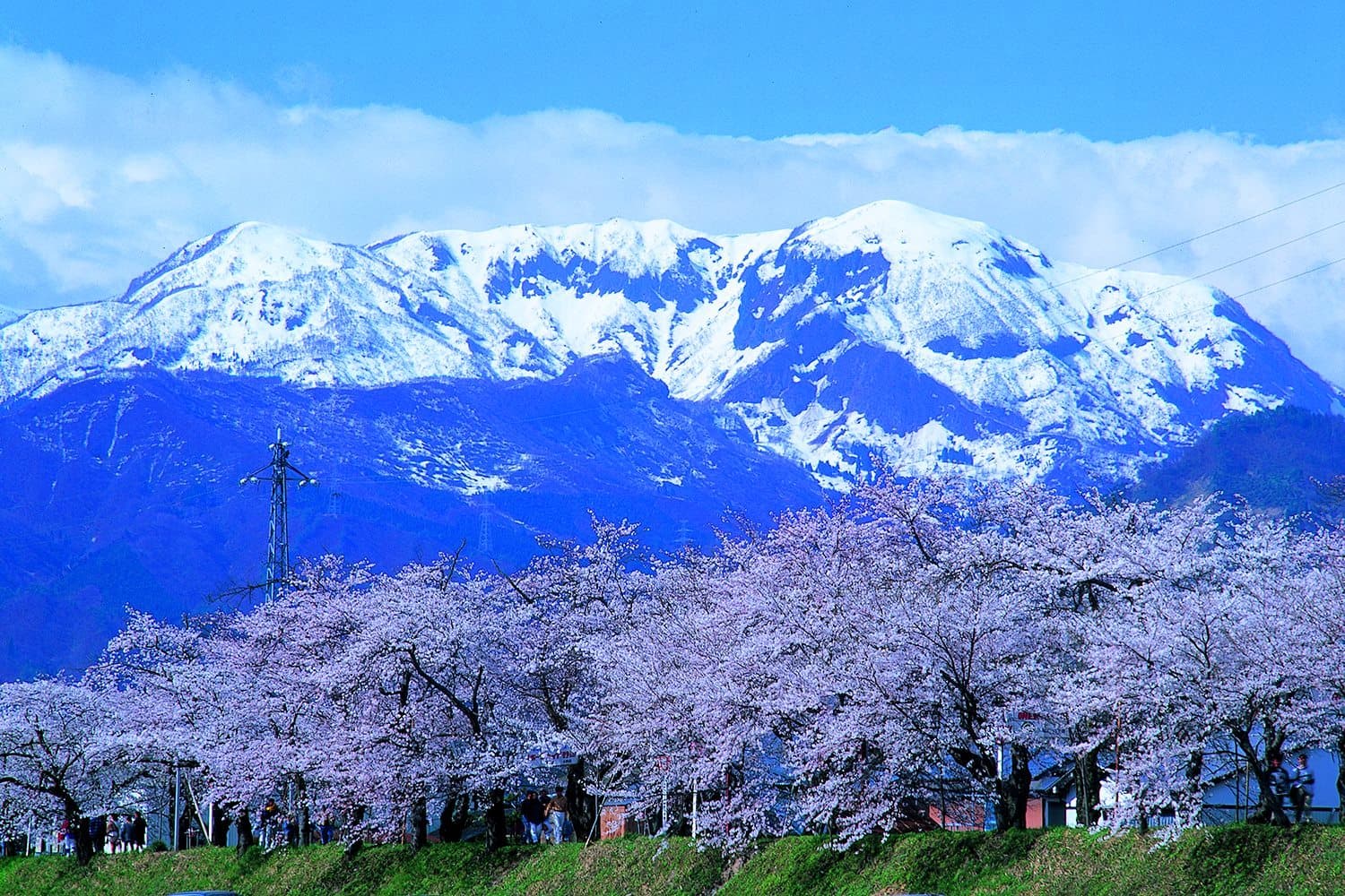 01-Katsuyama-Benten-Sakura_jskftv