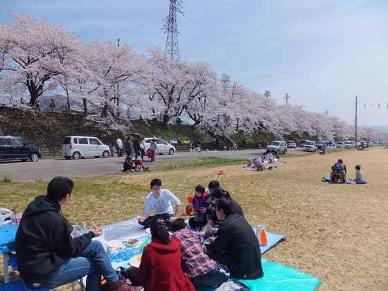 06-Katsuyama-Benten-Sakura_xcluqe