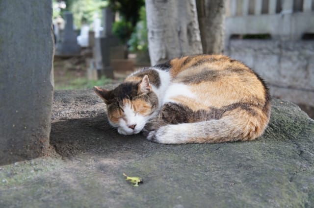 yanaka cemetary