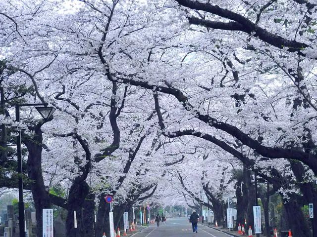 Yanaka Cemetary