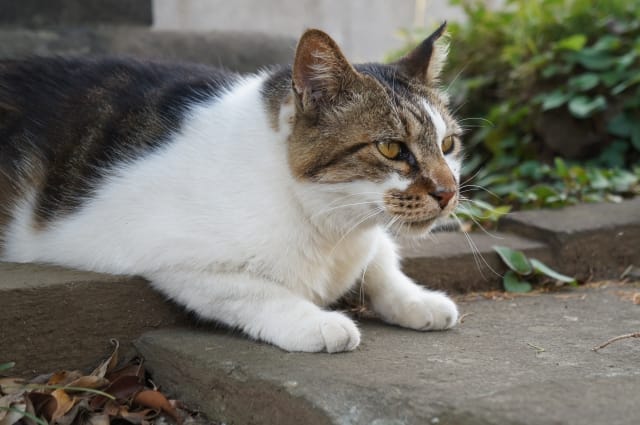 Yanaka Cemetery-cat