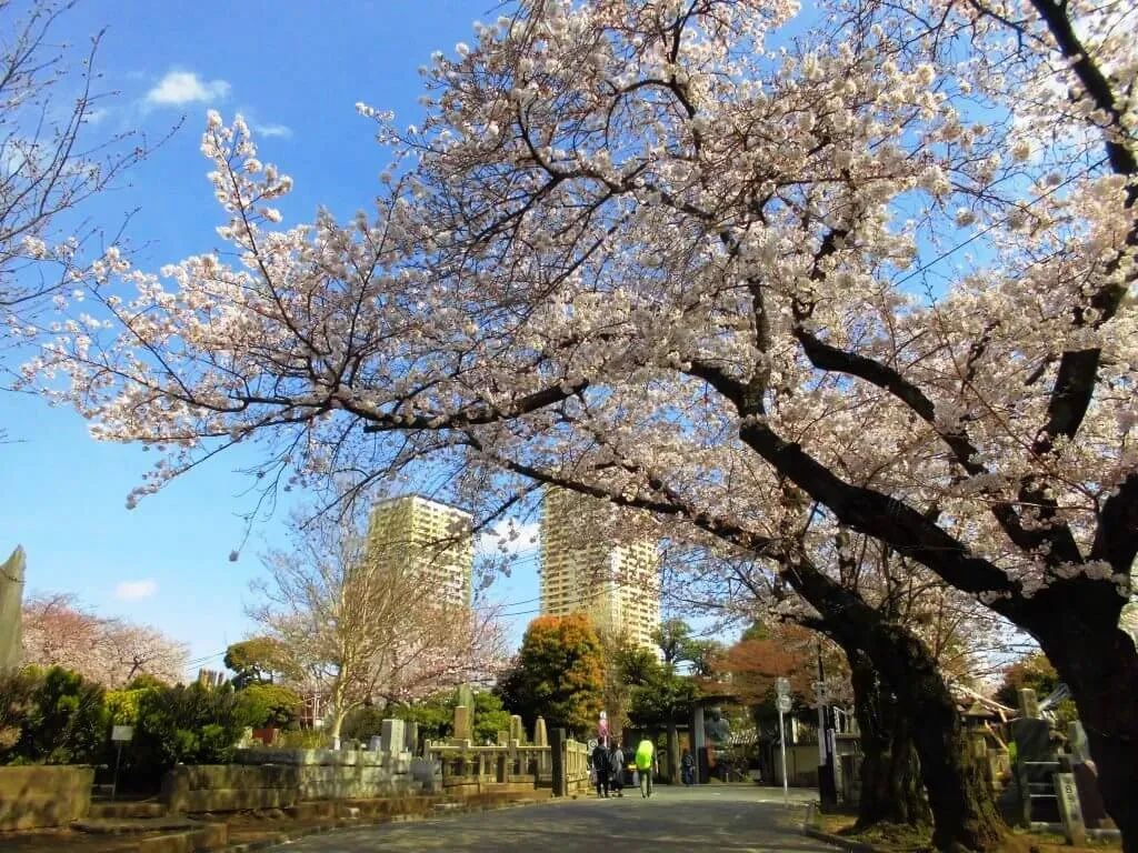 Yanaka Cemetery-sakura