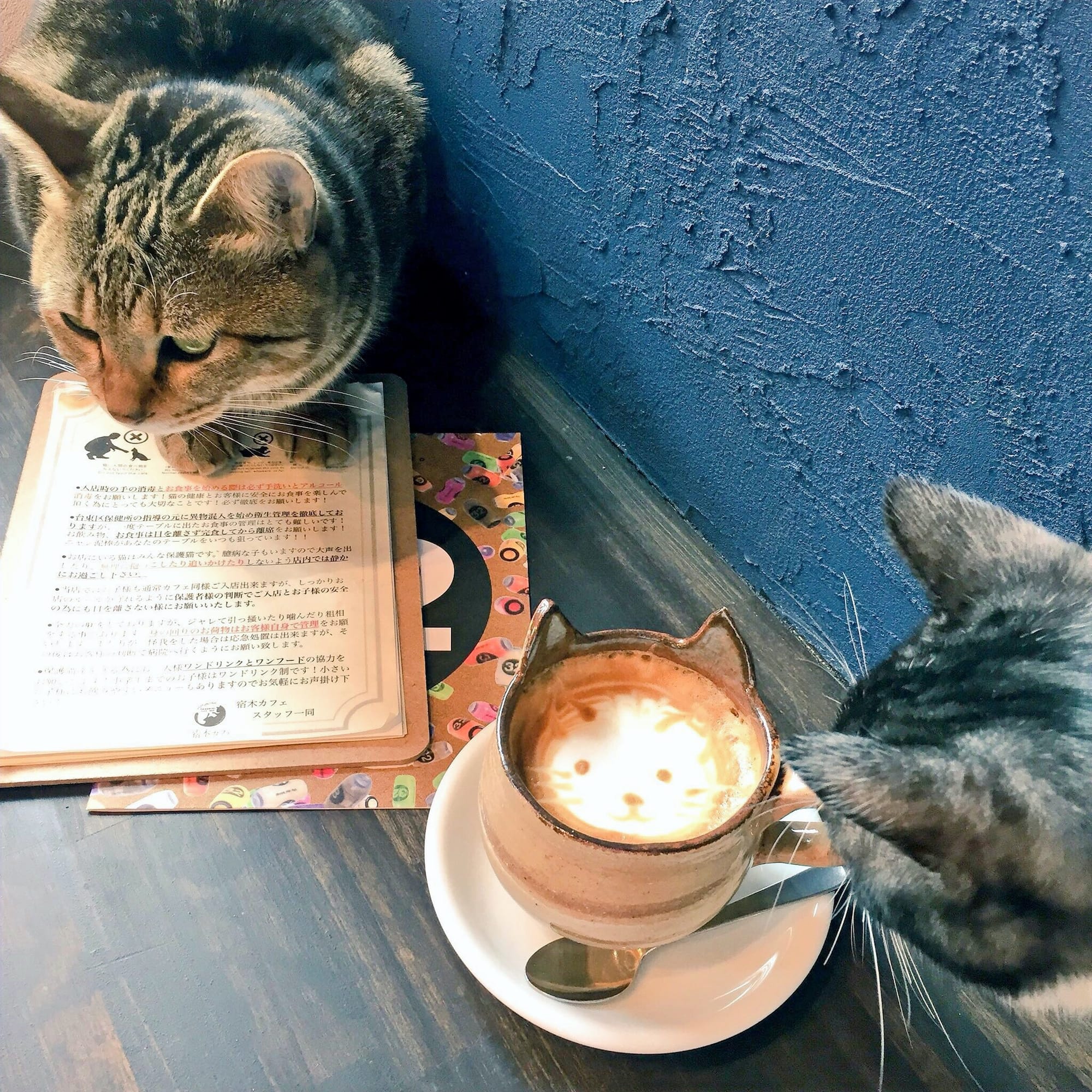 Cats and Coffee