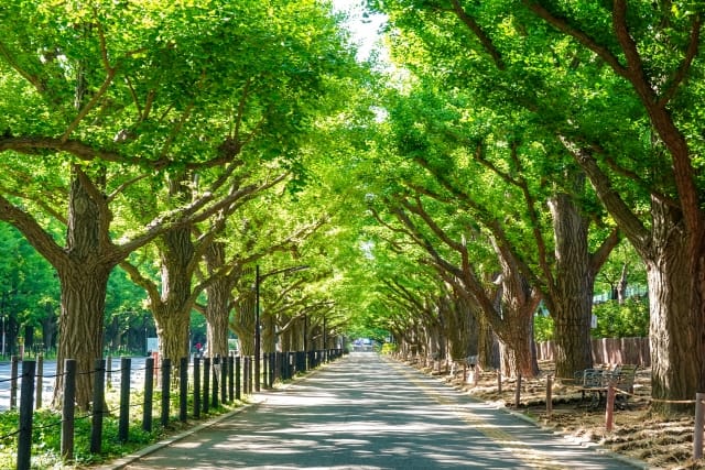 Meiji Jingu Gaien