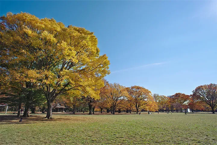 Yoyogi Park