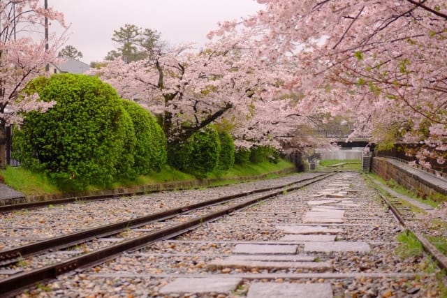 Cherry blossoms along the railway