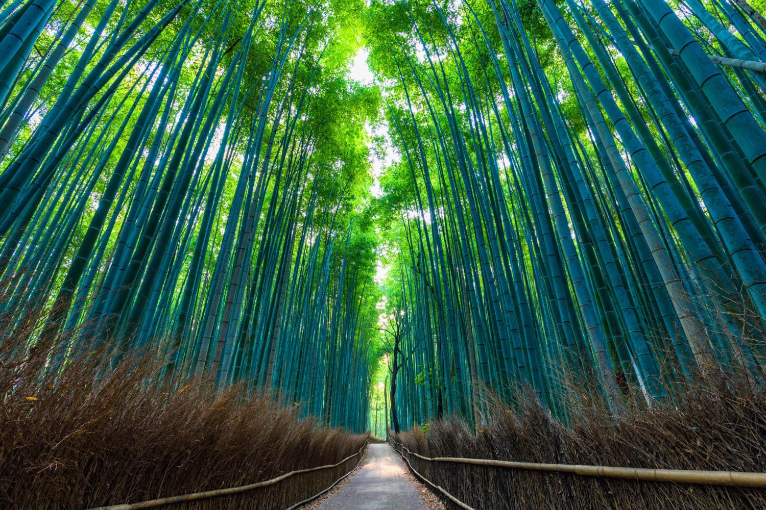 Bamboo Forest