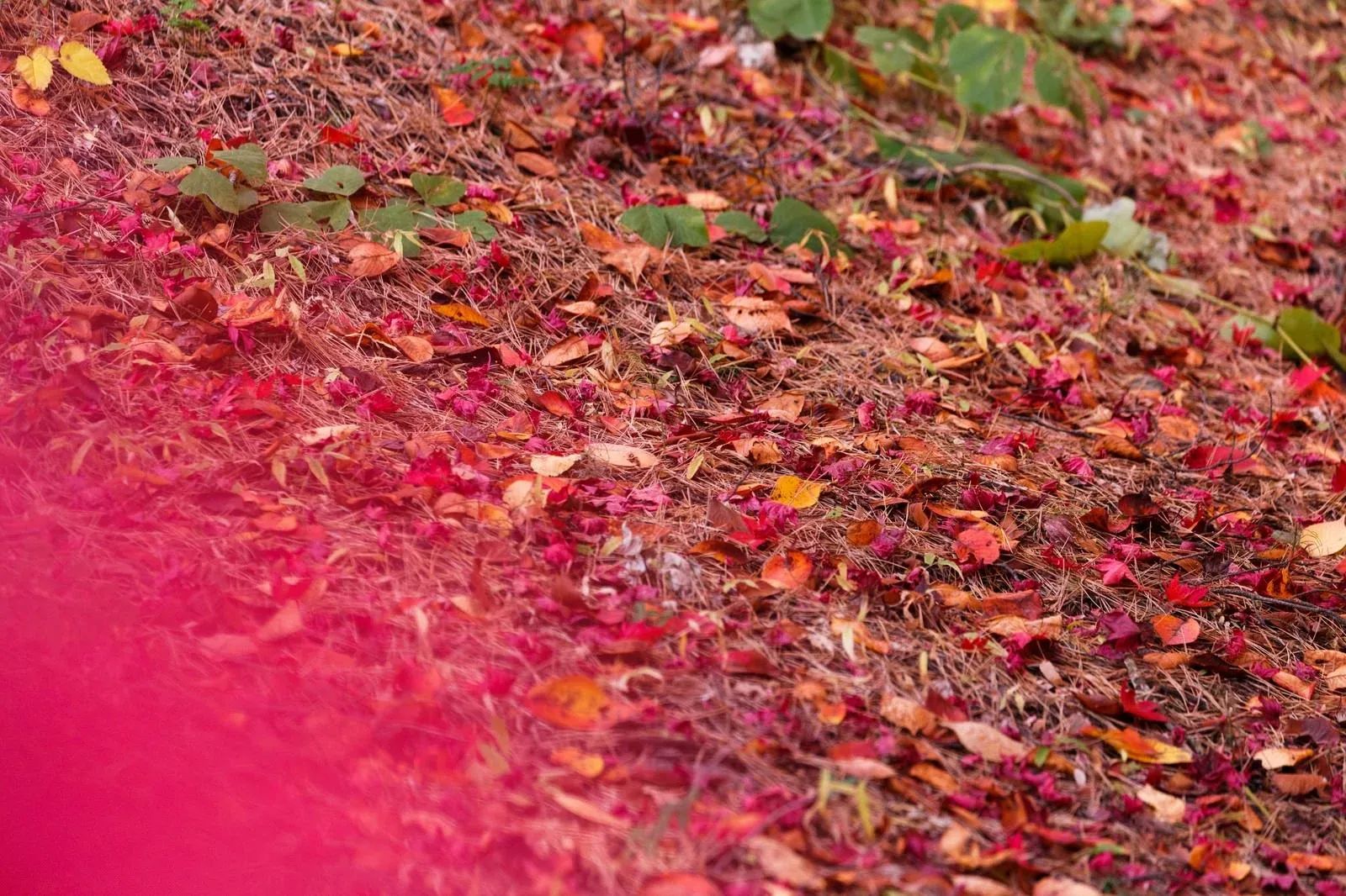 Autumn Foliage