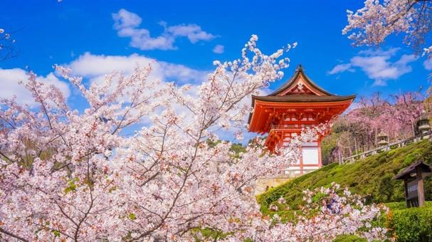 Kiyomizudera and Sakura