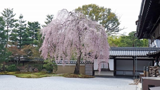 Kodaiji Sakura