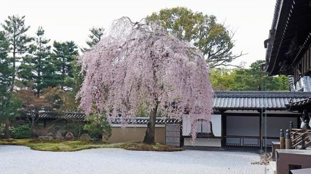 Kodaiji Temple Shidare Sakura