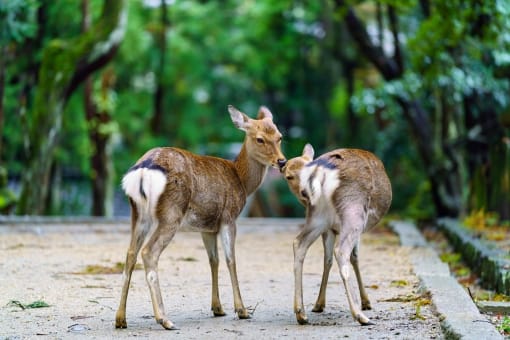 Nara Park