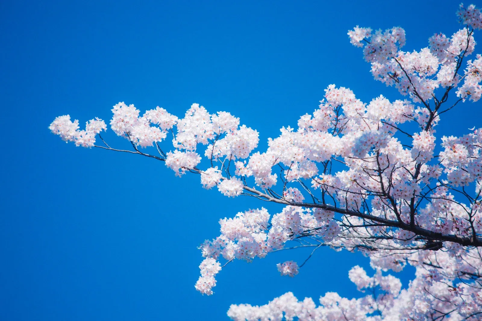 Sakura in Full Bloom