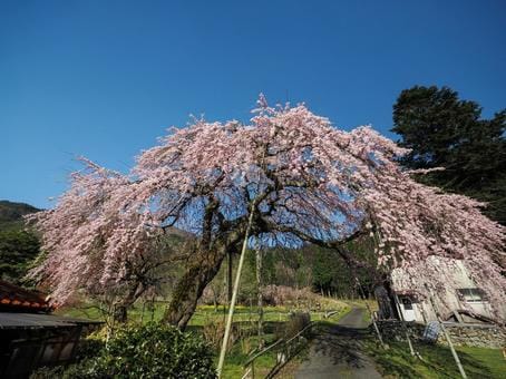 Shidare Sakura