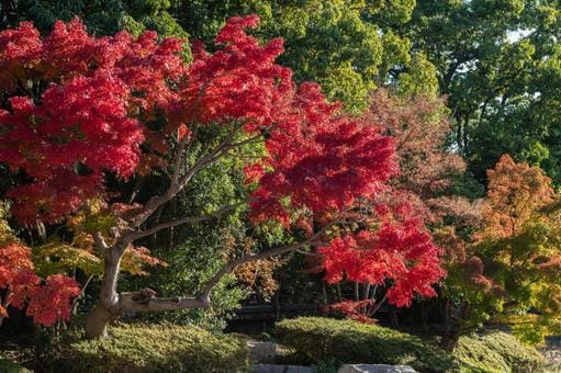 Tsurumi Ryokuchi Park in Fall