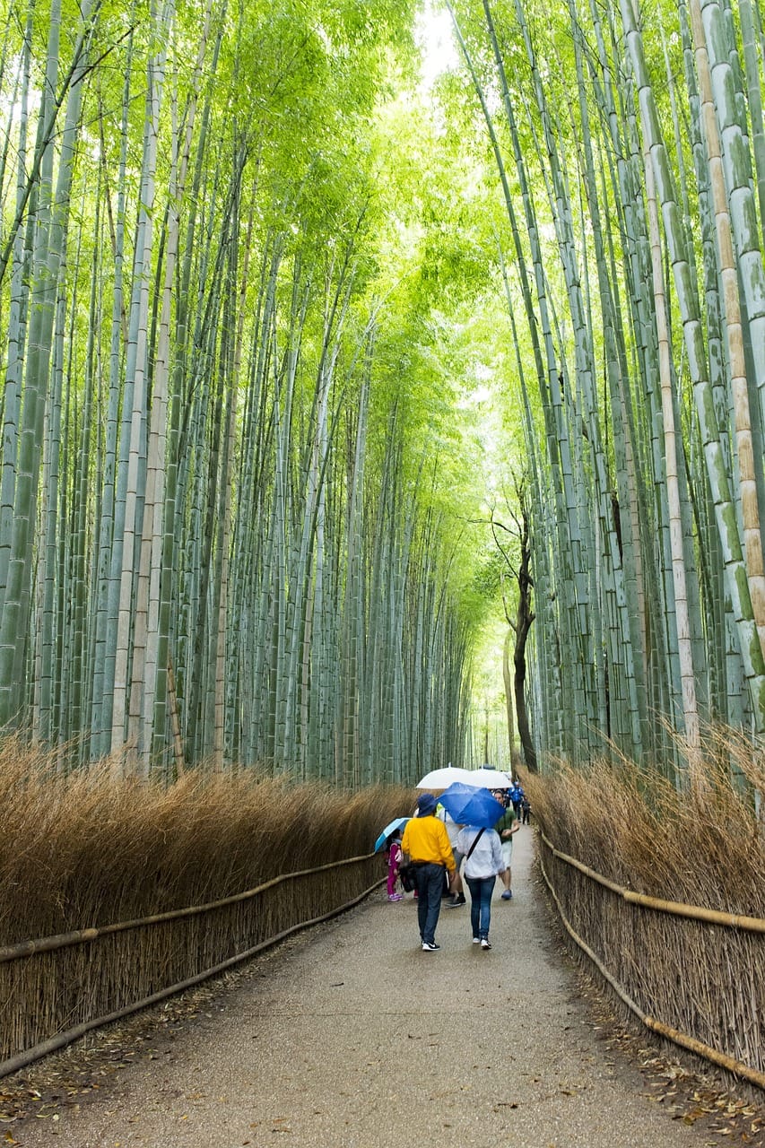 Arashiyama-bamboo-grove