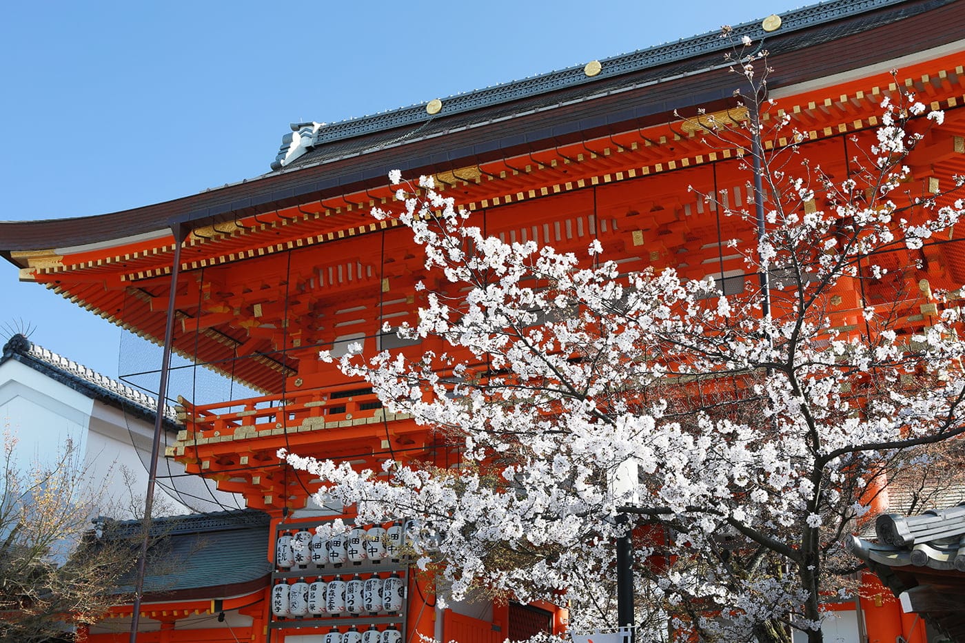 Spring at Yasaka Jinja Shrine with Beautiful Cherry Blossoms