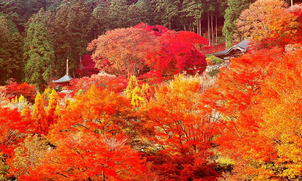 Katsuoji Temple