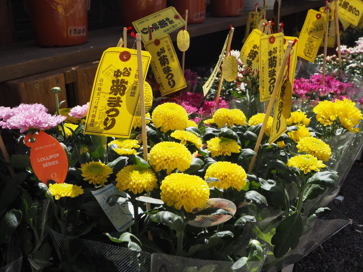 Yanaka Chrysanthemum Festival