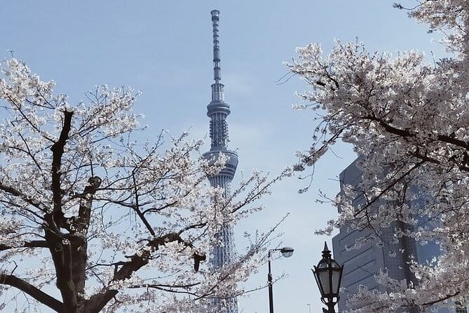 Cherry Blossom highlights