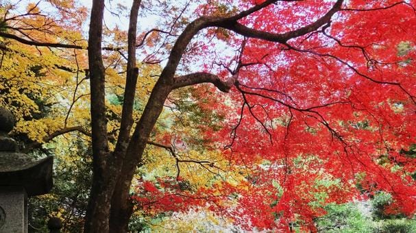 Autumn Foliage in Osaka