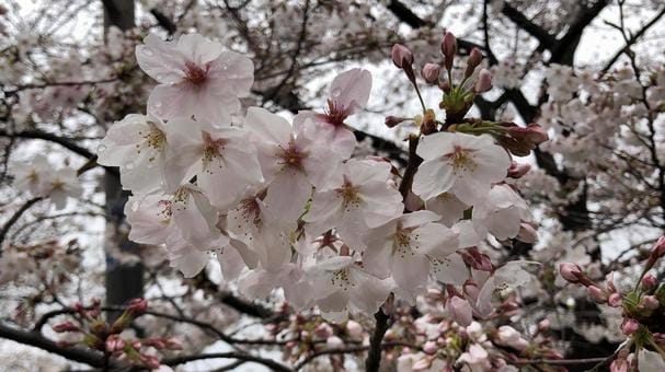 Cherry Blossoms