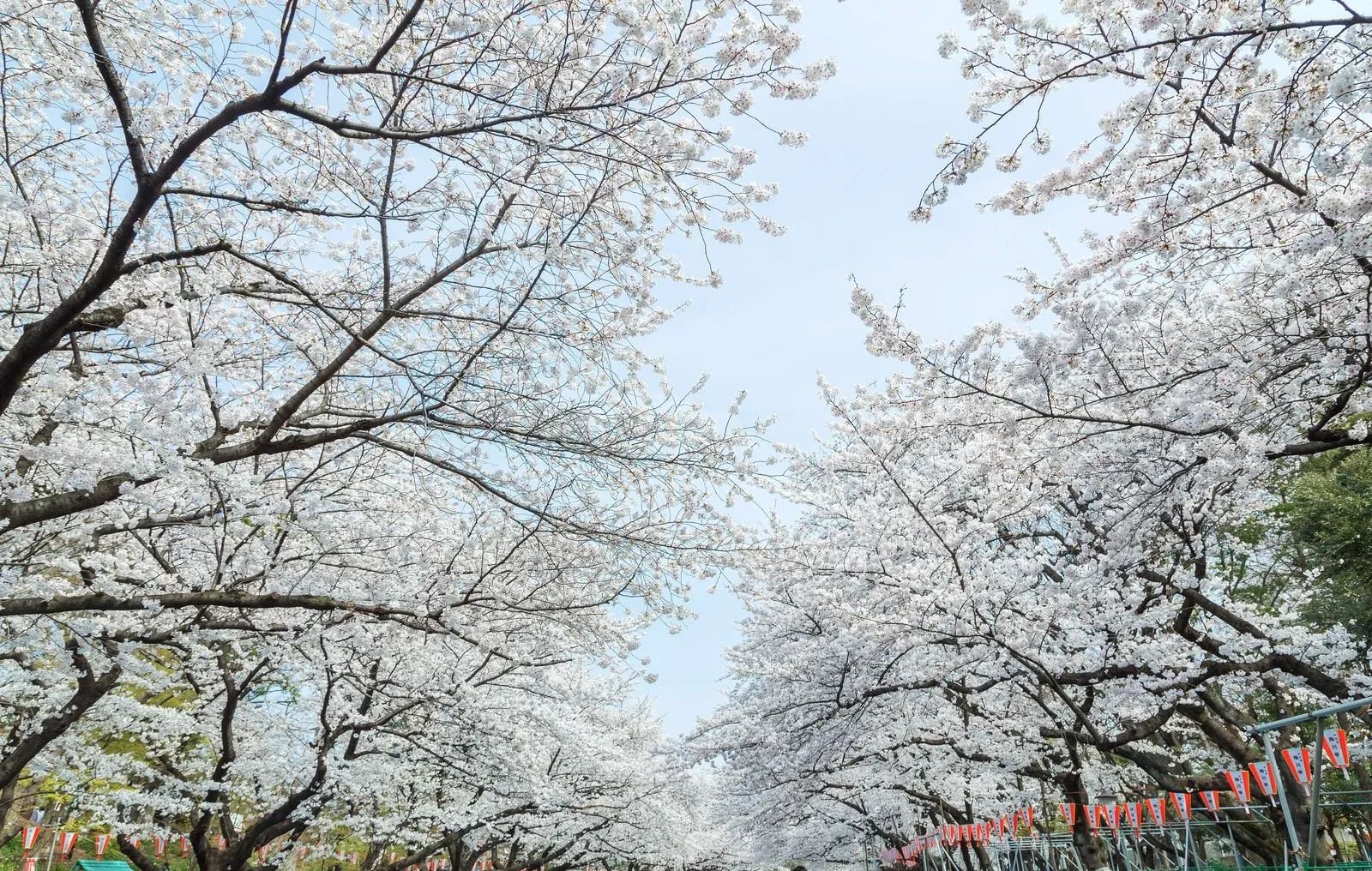 Sakura at Ueno Park