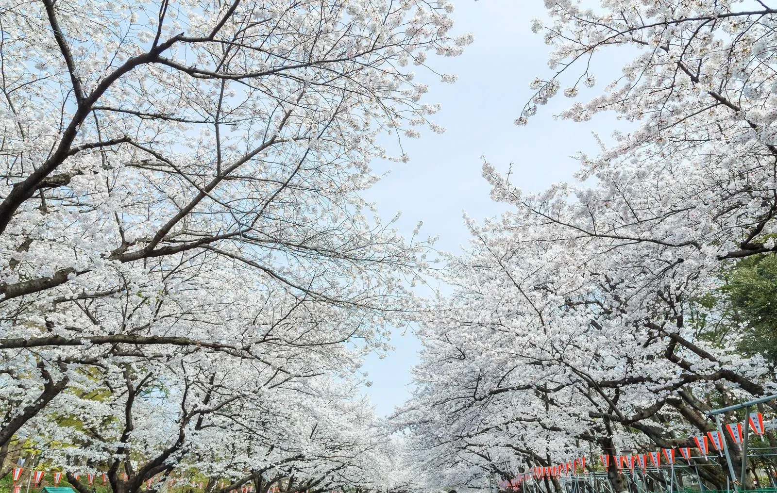 Sakura at Ueno Park