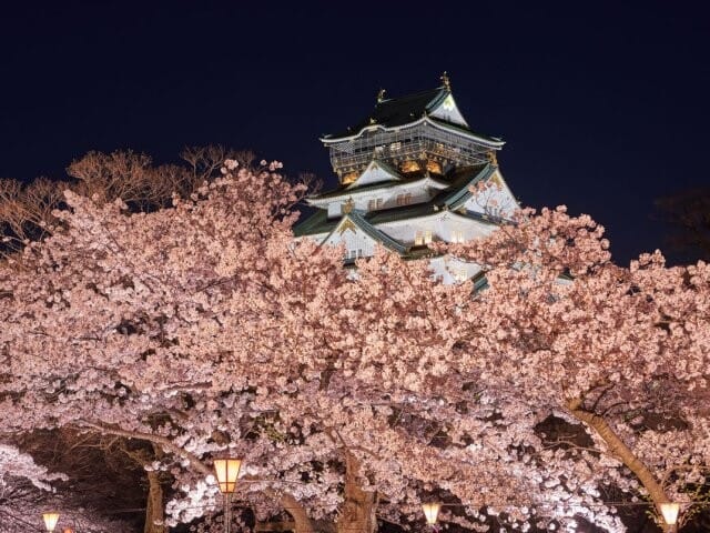 Night Cherry Blossoms