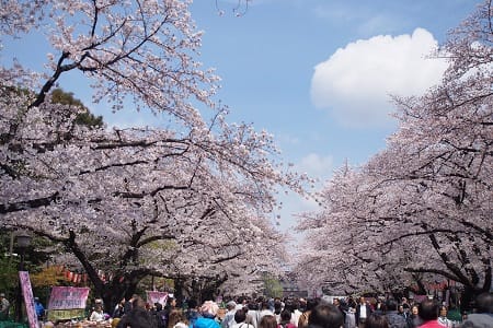 Ueno Cherry Blossom Festival