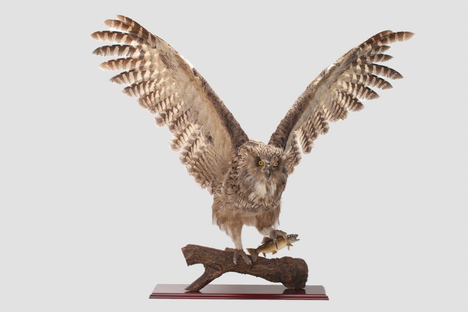 National Museum of Nature and Science