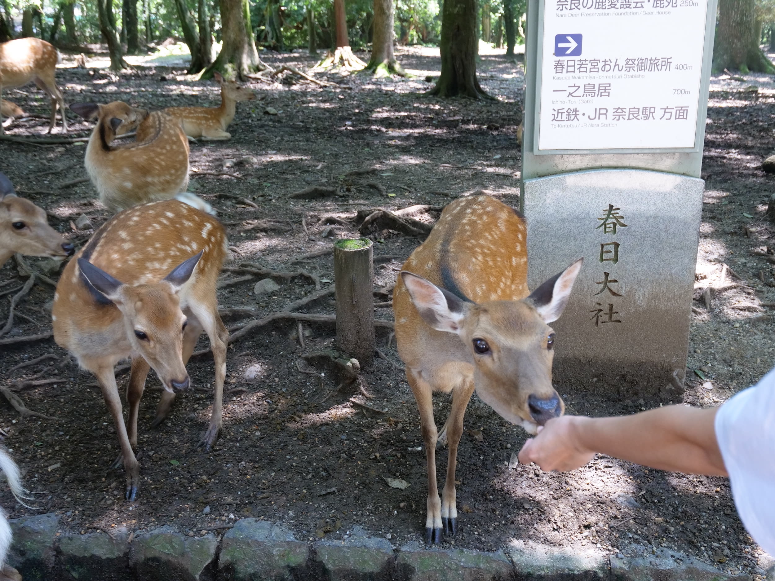 nara tour