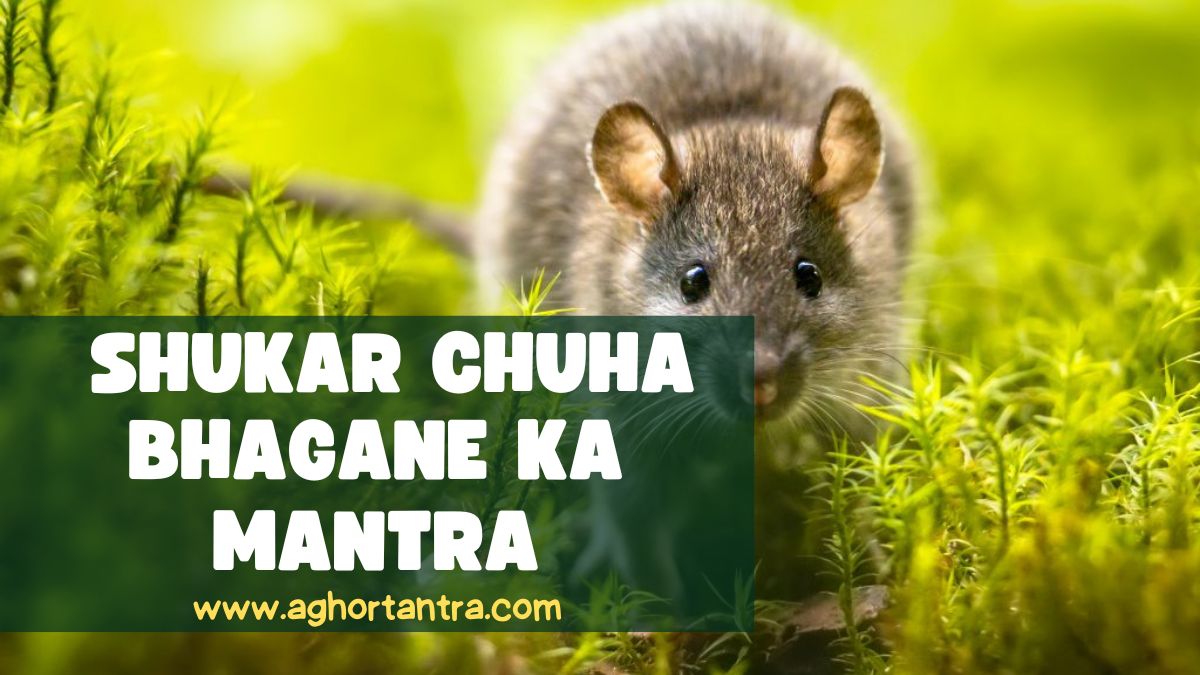 Shukar Chuha Bhagane Ka Mantra