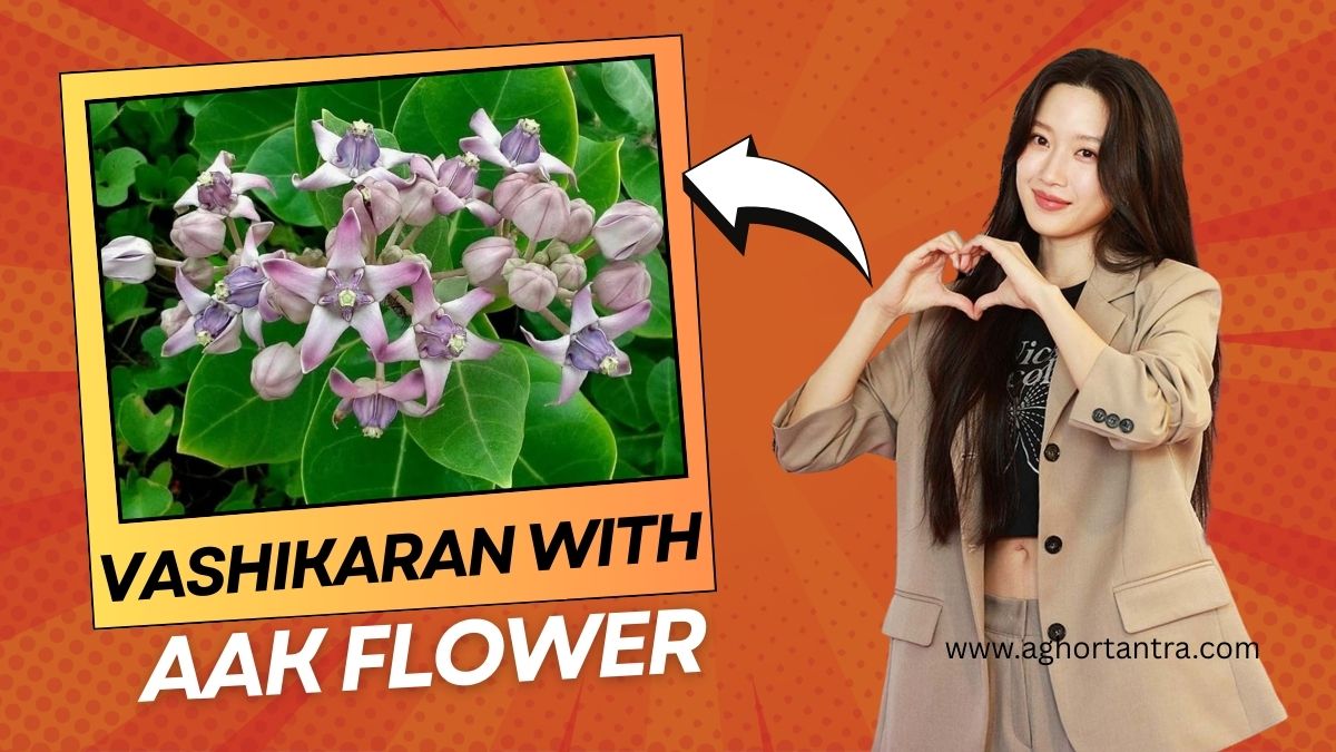 Aak phool se vashikaran