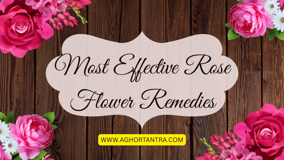 Most Effective Rose Flower Remedies