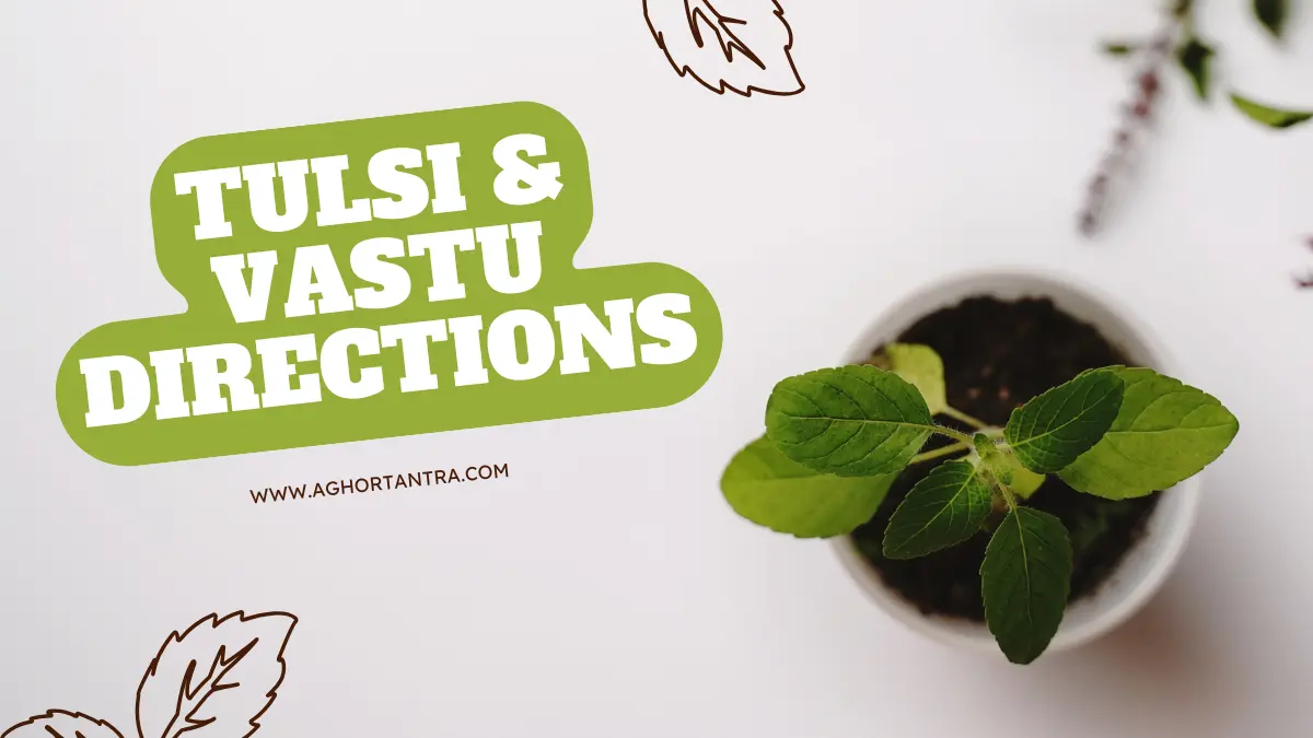 Benefits of Tulsi Plant in Different Directions Vastu