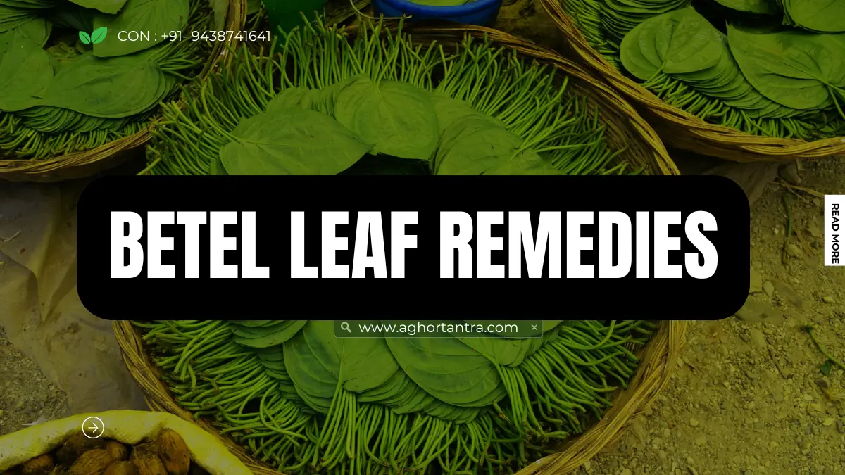 powerful betel leaf remedies