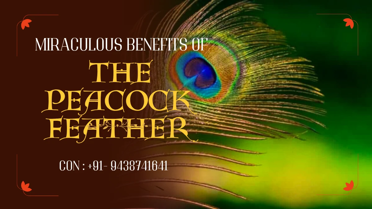 Miraculous Benefits of the Peacock Feather