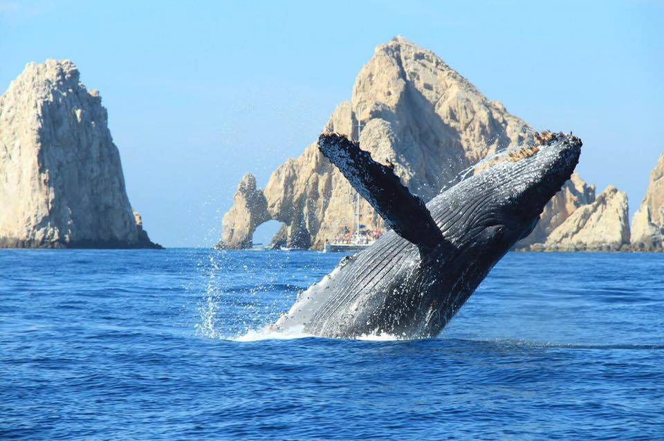 Humpback whale in Cabo